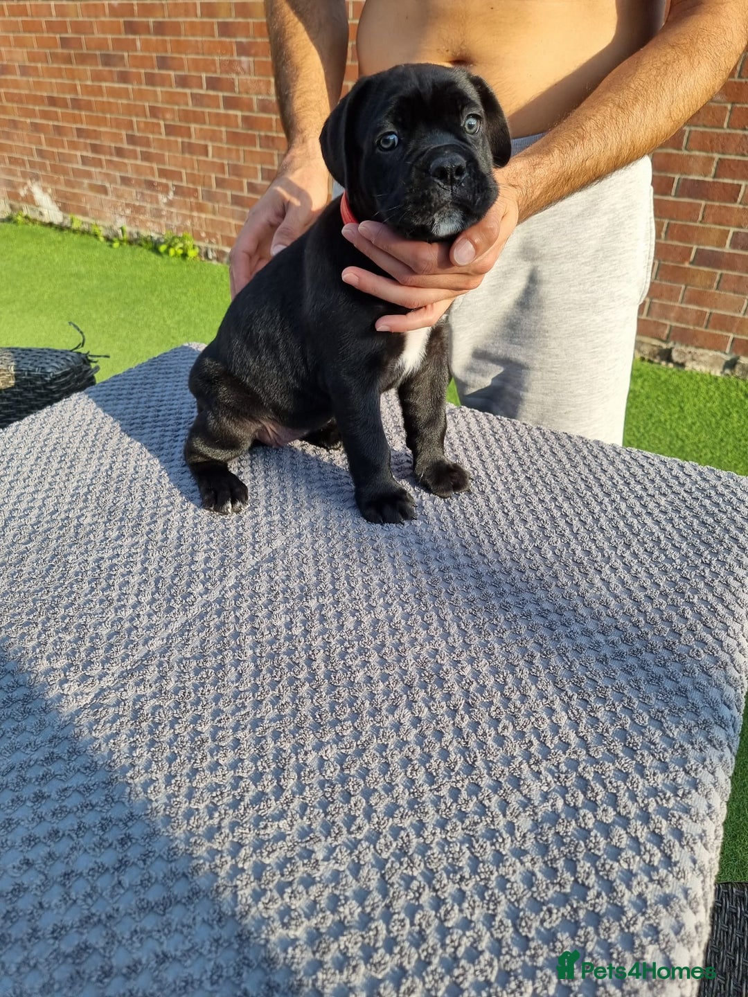 Cane Corso dogs for sale: Champion-Bloodline Cane Corso Puppies  - Image 12