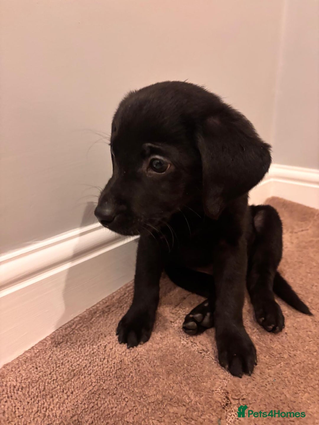 Labrador Retriever dogs for sale: Fabulous Labrador puppies  - Advert 17