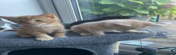 Maine Coon cats for sale: Maine coon crossed kittens for sale - Advert 9