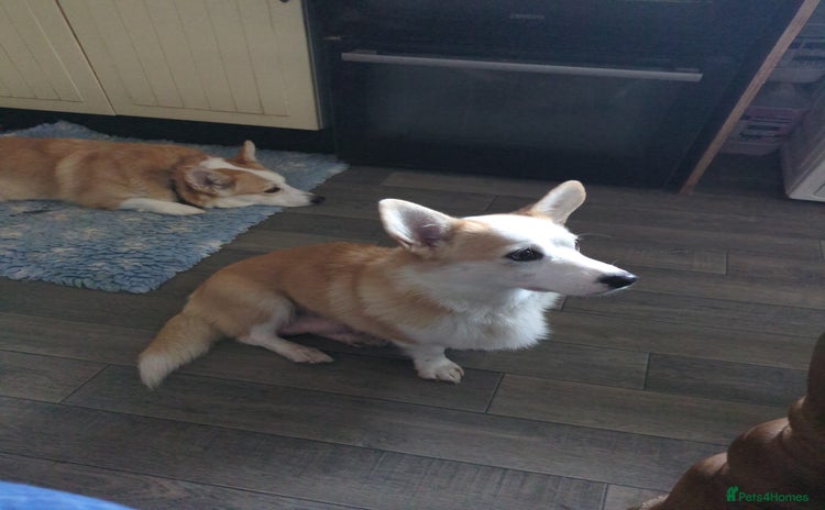 Welsh Corgi Pembroke dogs Well bred pembs pups DNA clear DM,eic, Vwd ,pra - Advert 8