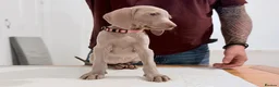 Weimaraner dogs for sale: Gorgeous silver Weimaraner puppies READY SOON !! - Advert 4