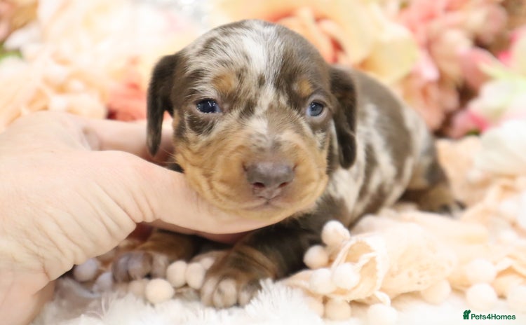 Miniature Dachshund dogs - Advert 7