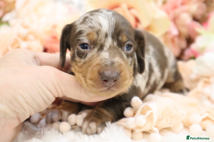 Miniature Dachshund dogs - Advert 1