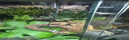 Frog reptiles for sale: Bioactive Vivarium in Sutton-in-Ashfield - Advert 8