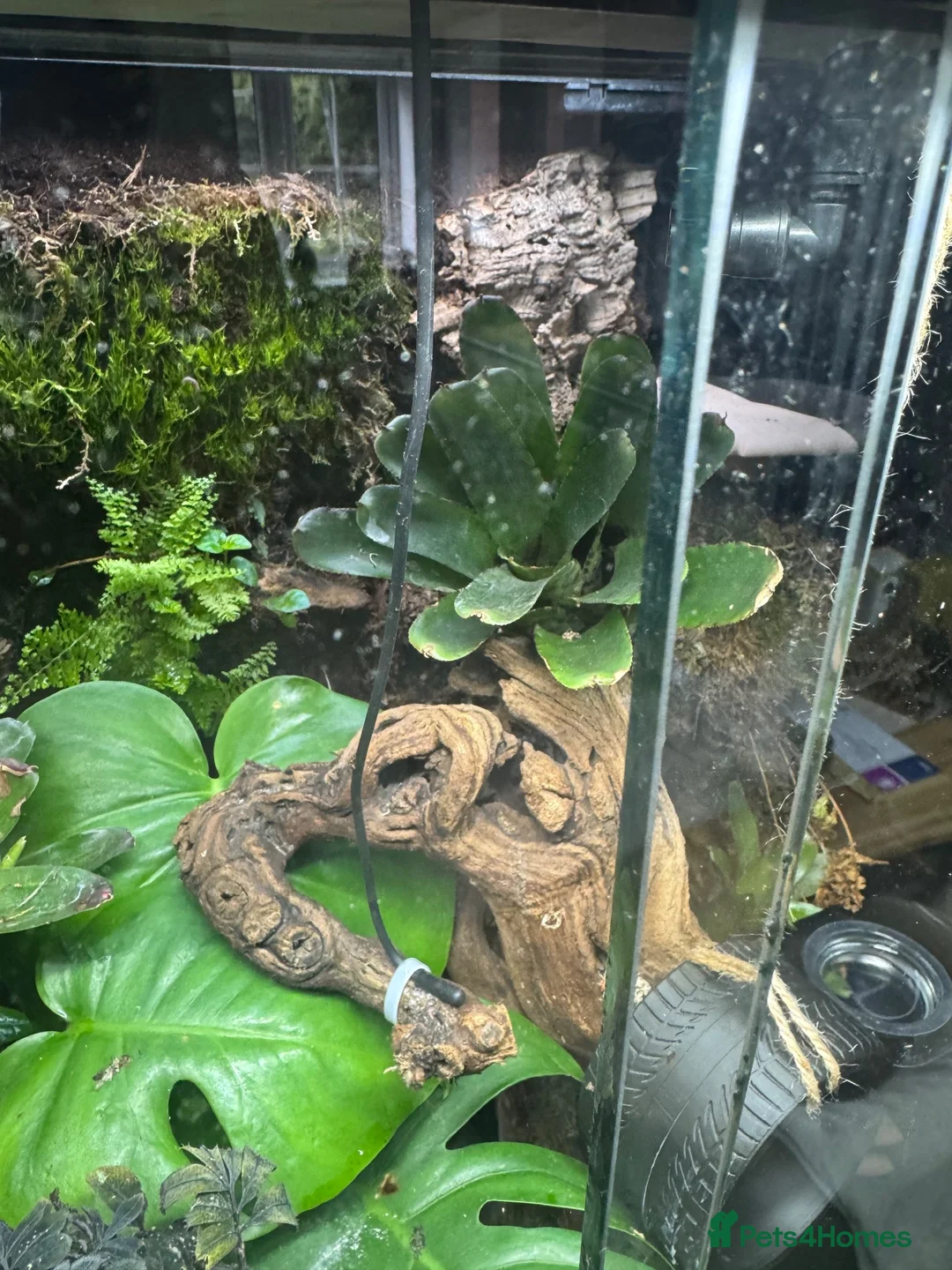 Frog reptiles for sale: Bioactive Vivarium in Sutton-in-Ashfield - Advert 8