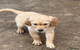 Golden Retriever dogs for sale: KC Registered Golden Retrievers puppies. - Image 30