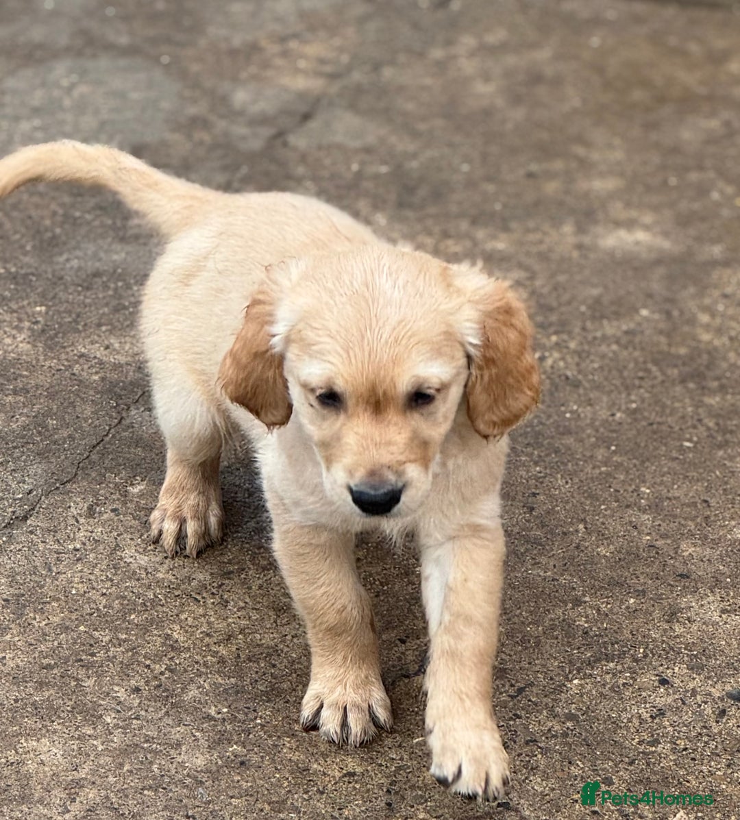 Golden Retriever dogs for sale: KC Registered Golden Retrievers puppies. - Image 30