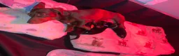 Miniature Dachshund dogs for sale: Beautiful Miniature Dachshund Puppy’s For Sale  - Advert 10