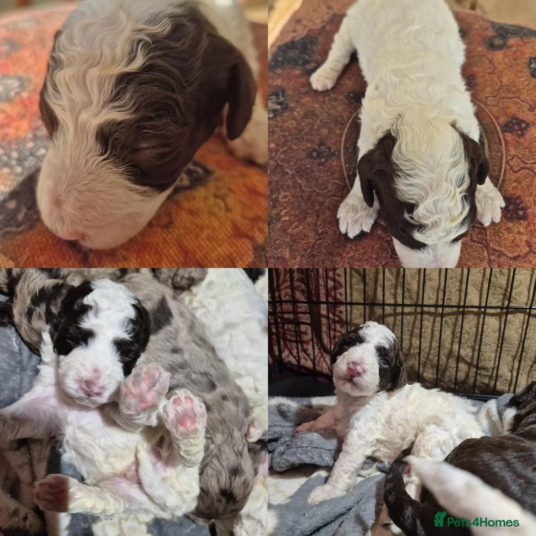 Cockapoo dogs for sale: Stunning F2B cockapoos - Advert 7