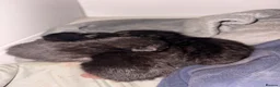 Mixed Breed cats for sale: Mixed Breed Black Kittens in Thetford - Advert 10