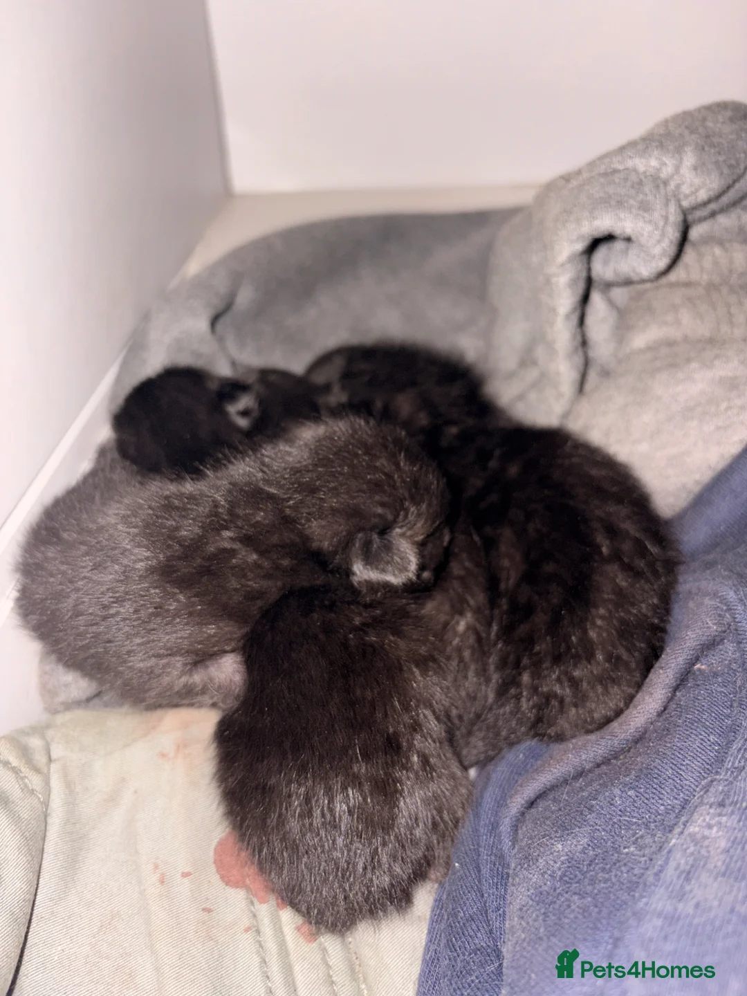 Mixed Breed cats for sale: Mixed Breed Black Kittens in Thetford - Advert 10