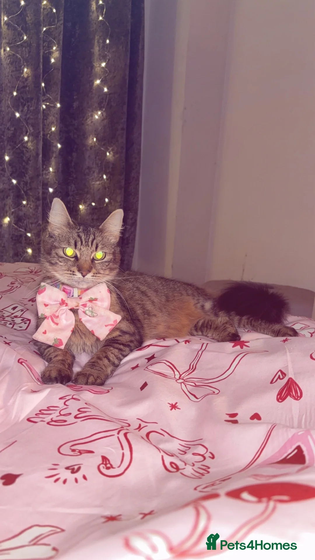 British Shorthair cats for sale: Miss Remay Sutherland  - Advert 2
