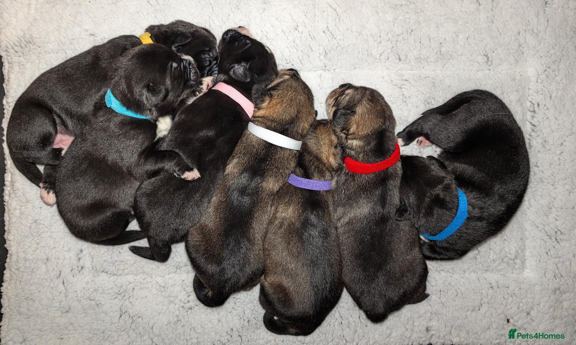 Mixed Breed dogs for sale: Bernese X Husky Pups - Advert 1