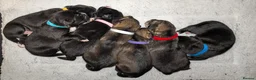 Mixed Breed dogs for sale: Bernese X Husky Pups - Advert 1