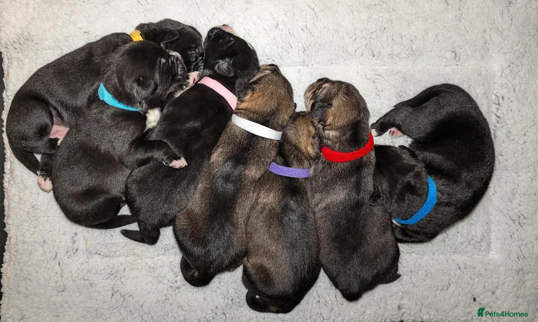 Mixed Breed dogs for sale: Bernese X Husky Pups - Advert 1