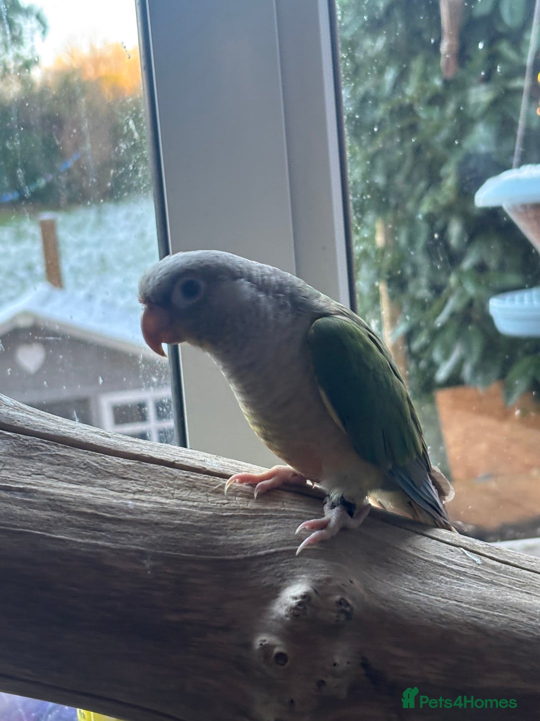 Conures birds for sale: Very tame Opaline turquoise conure - Advert 3