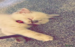 Ragdoll cats for sale: Ragdoll kitten for sale - Image 4