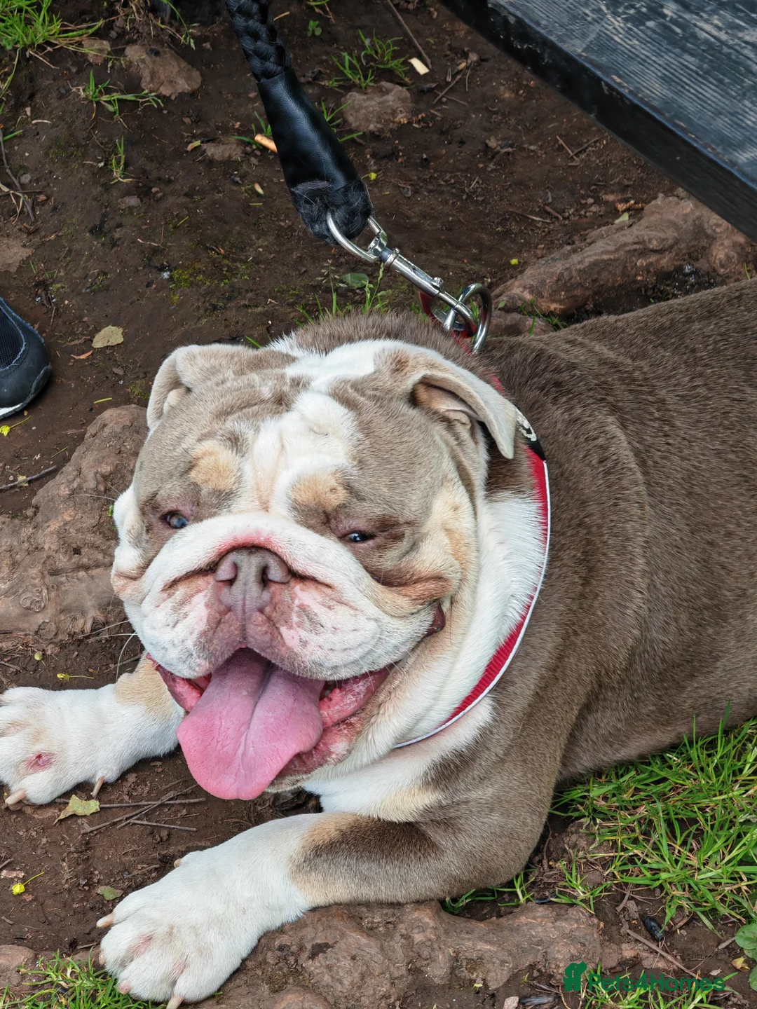 English Bulldog dogs for sale: EBD for sale in Lydney - Advert 2