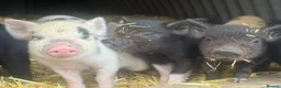 Pig livestock for sale: 🩷Do you have room in your heart for a mini pig🩷 - Advert 3