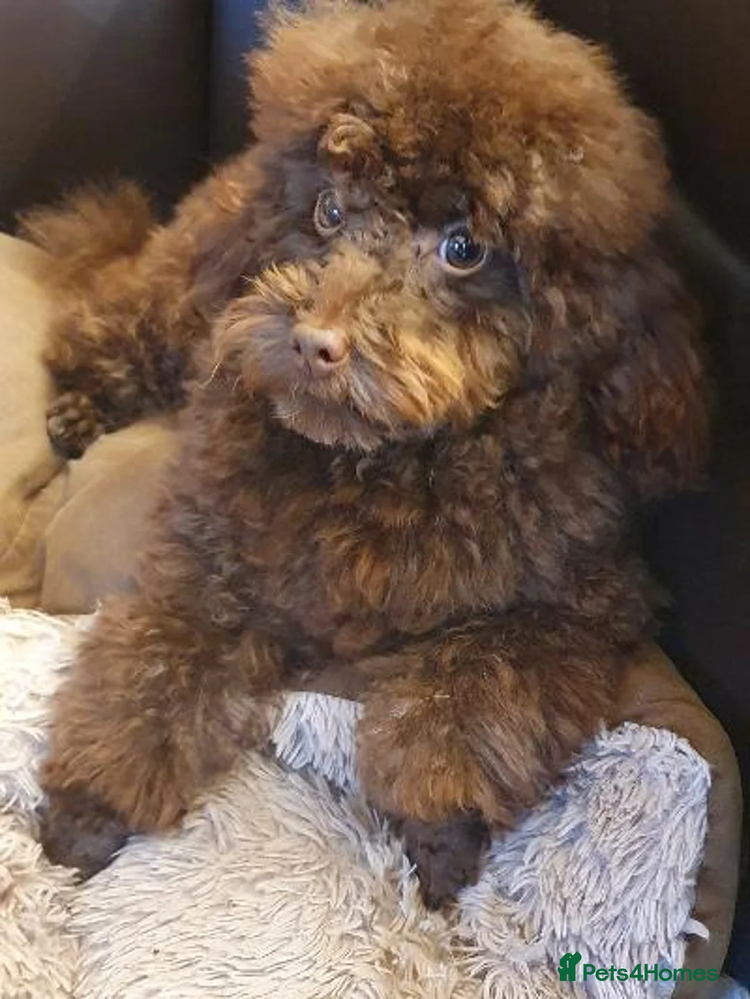 Poodle dogs for stud: Tiny kc reg chocolate toy poodle.STUD ONLY! in Lincoln - Advert 3