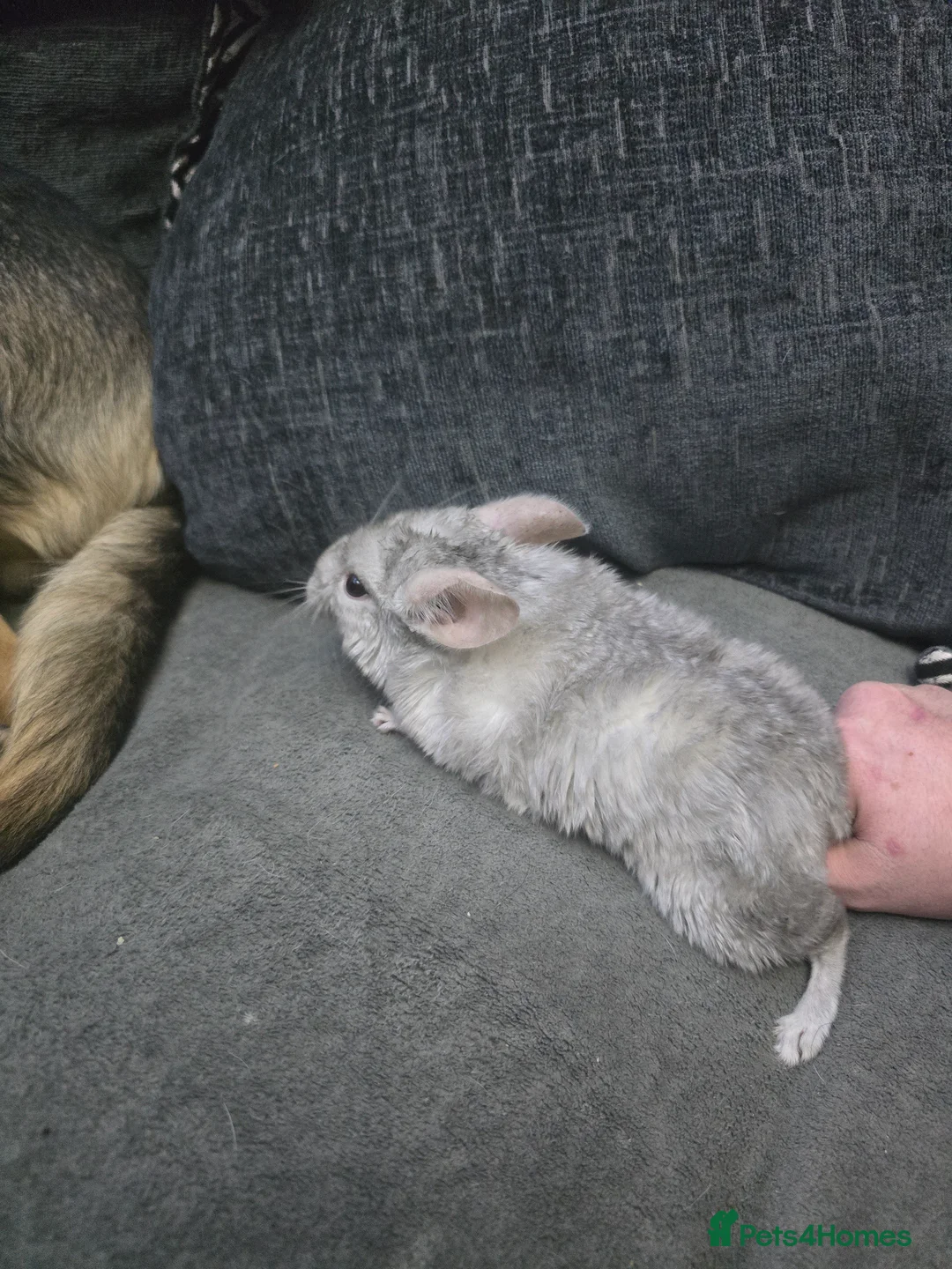 Chinchilla rodents for sale: Lovely Hetero baige Chinchilla kits  - Advert 13