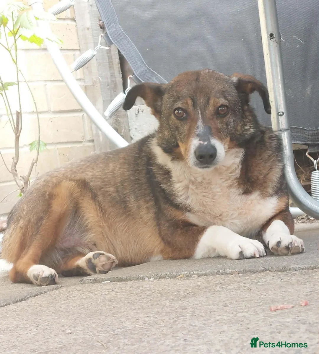 Mixed Breed dogs for adoption: Figgy in Chelmsford - Advert 1