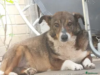 Mixed Breed dogs Figgy - Advert 2