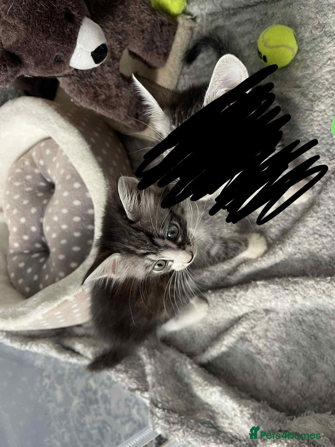 Mixed Breed cats for sale: 3 Mixed coloured Kittens  - Image 5
