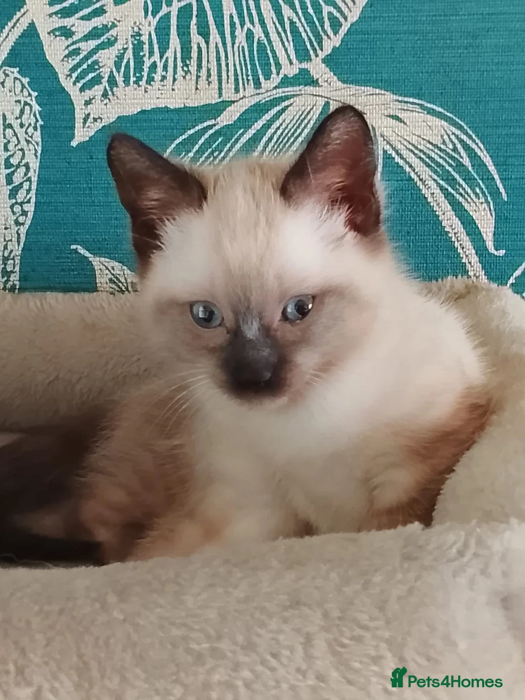 Siamese cats for sale: (1 Left)beautiful Kitten Lokking forever Home 🏡❤️ - Advert 8