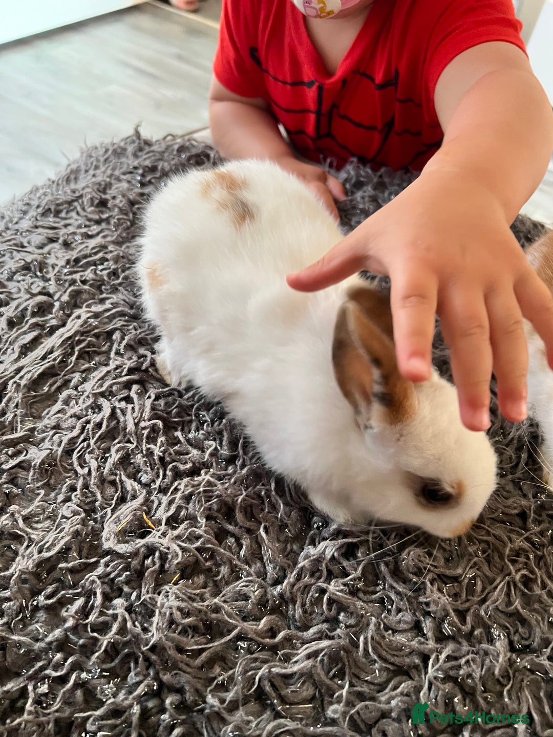 Dwarf Hotot rabbits for sale: Bunnies  in Newark - Image 14