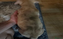 Mixed Breed dogs for sale: Tri chocolate  Corso mixed - Image 34