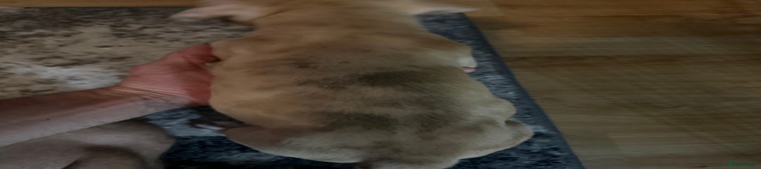 Mixed Breed Puppy 2