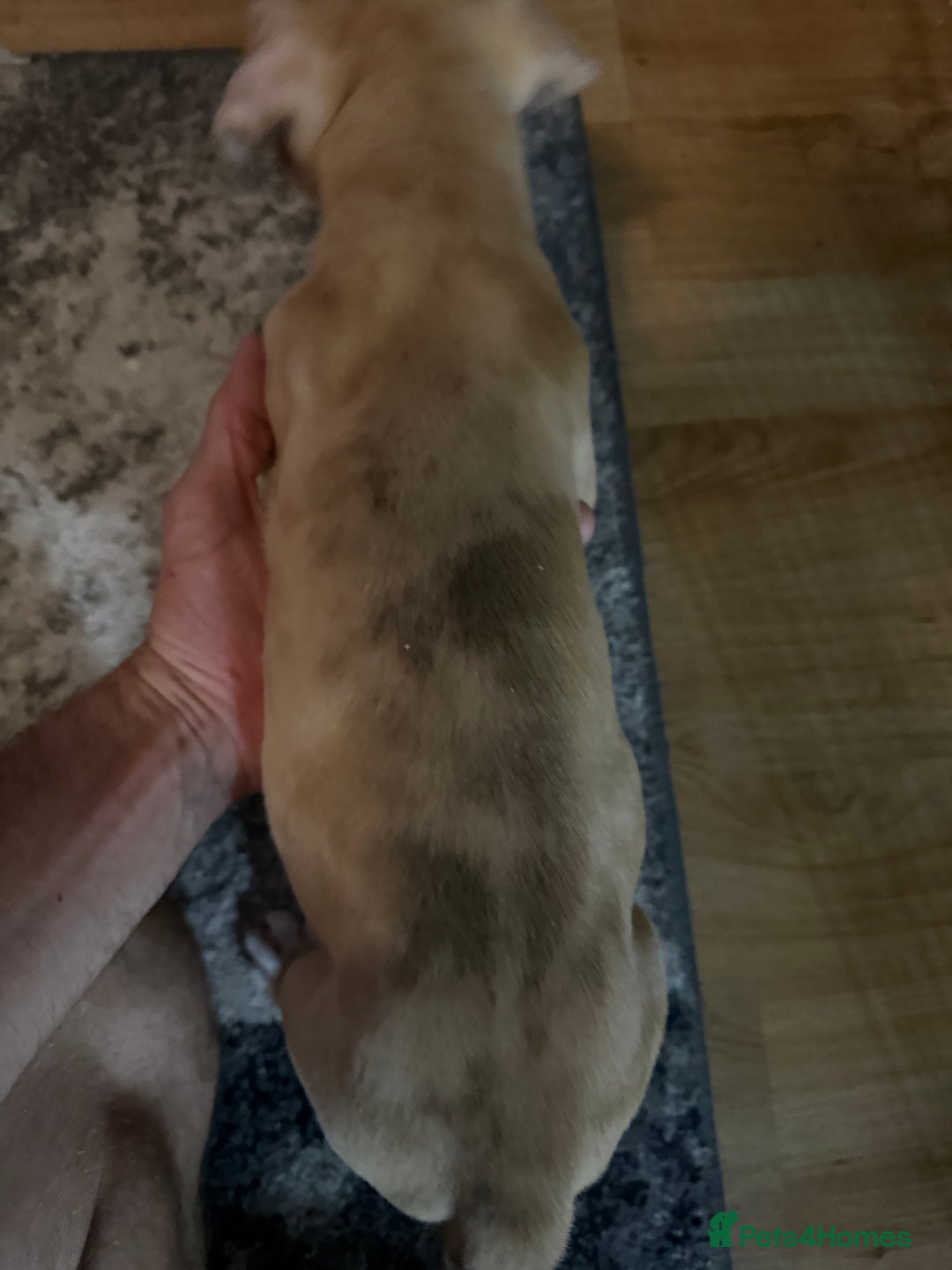 Mixed Breed dogs for sale: Tri chocolate  Corso mixed - Image 34