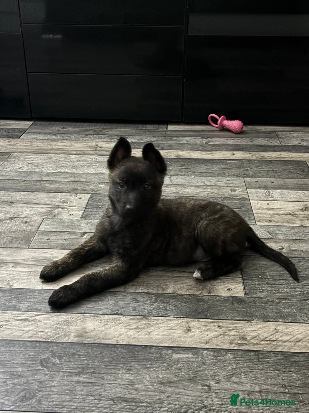 Belgian Shepherd Dog dogs for sale: Belgian malinios  - Advert 1