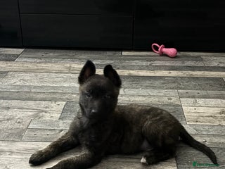 Belgian Shepherd Dog dogs Belgian malinios - Advert 13