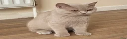 British Shorthair cats for sale: Championship line GCCF British Shorthair Kittens - Advert 14