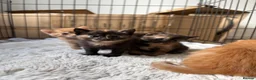 Mixed Breed cats for sale: Unique litter of kittens  in Colchester - Advert 6