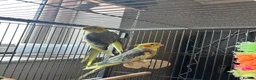 Cockatiels birds for sale: 3 mixed cockatiels 1 hand tame with 2 cages  - Advert 8