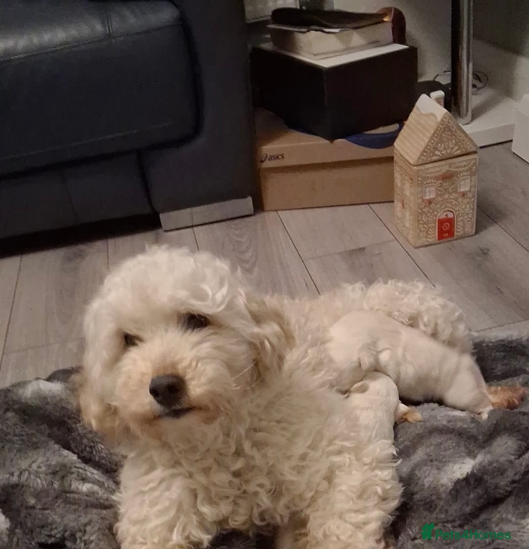 Mixed Breed dogs for sale: Westiepoo pups x2 - Advert 14