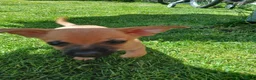 Mixed Breed dogs for sale: Beautiful Chipin puppies (Chihuahua x Pinscher) in Wisbech - Advert 12