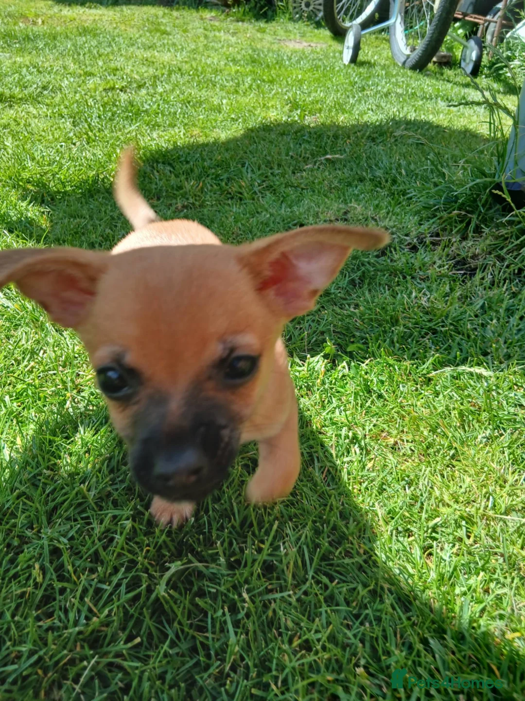Mixed Breed dogs for sale: Beautiful Chipin puppies (Chihuahua x Pinscher) in Wisbech - Advert 12
