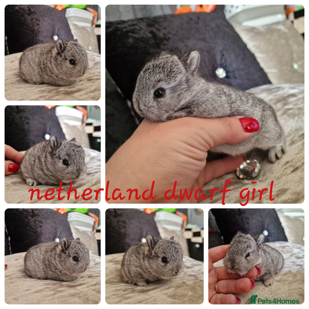 Netherland Dwarf rabbits for sale: Netherland dwarf babies  - Image 2