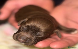 Cocker Spaniel dogs for sale: Merle cocker spaniels  - Image 13