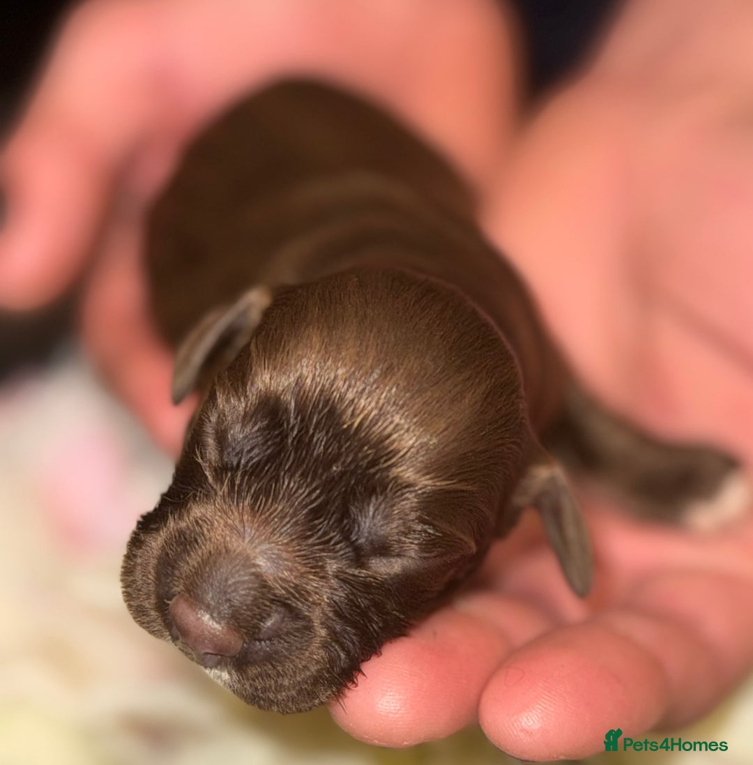 Cocker Spaniel dogs for sale: Merle cocker spaniels  - Image 13