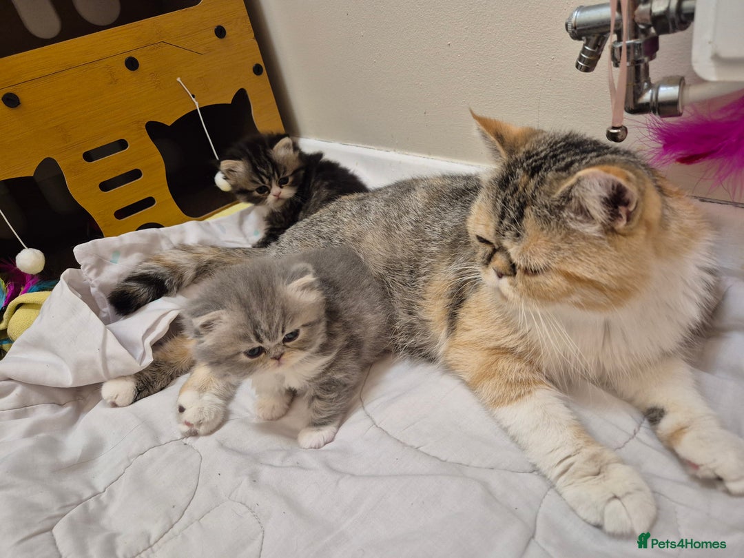 Exotic cats for sale: Exotic longhair and short hair kittens  - Image 3
