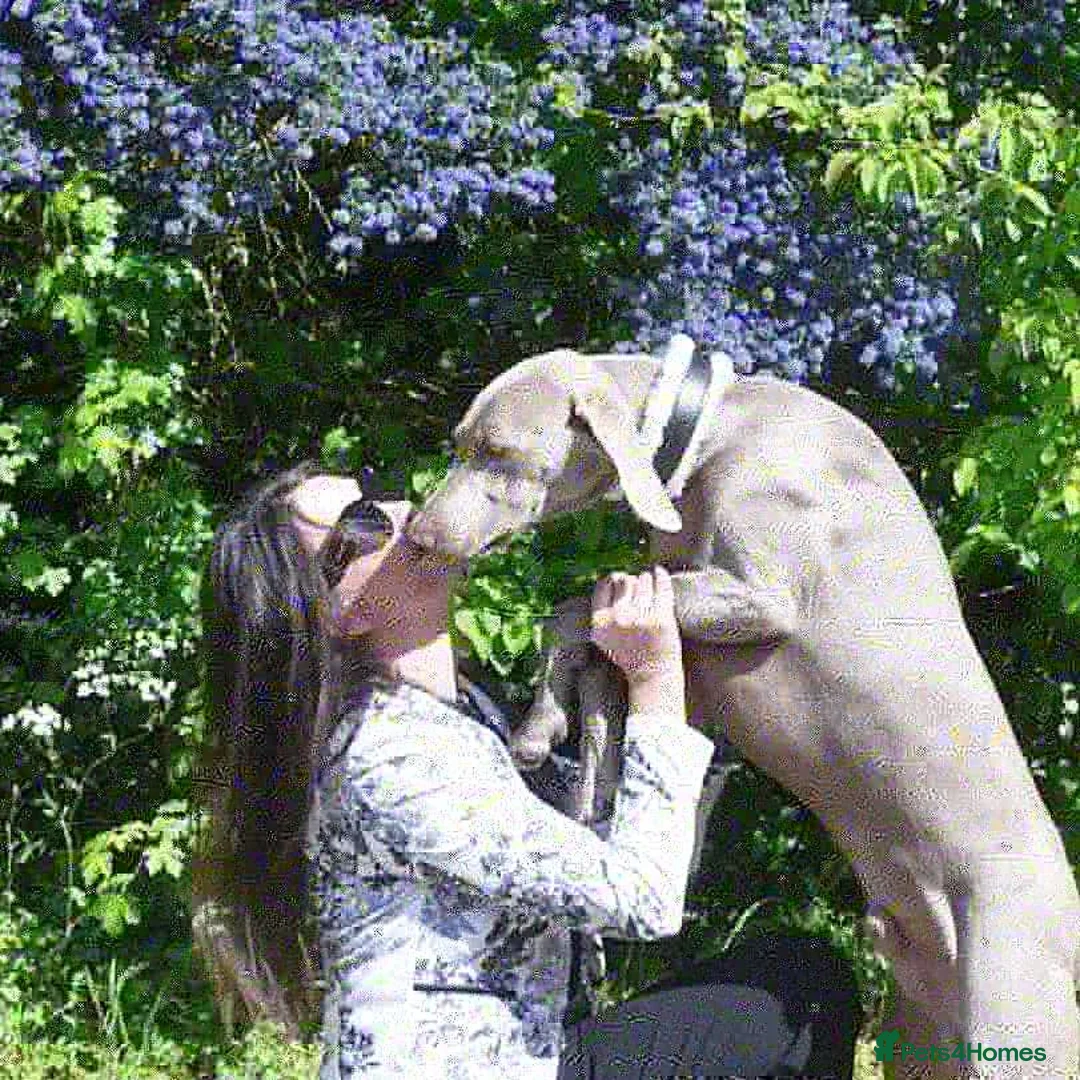 Weimaraner dogs for stud: 🔥super stud🔥Hipscored🔥KC reg in Woodbridge - Advert 3