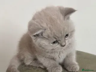 British Shorthair cats Lovely short haired British blue kittens - Advert 5