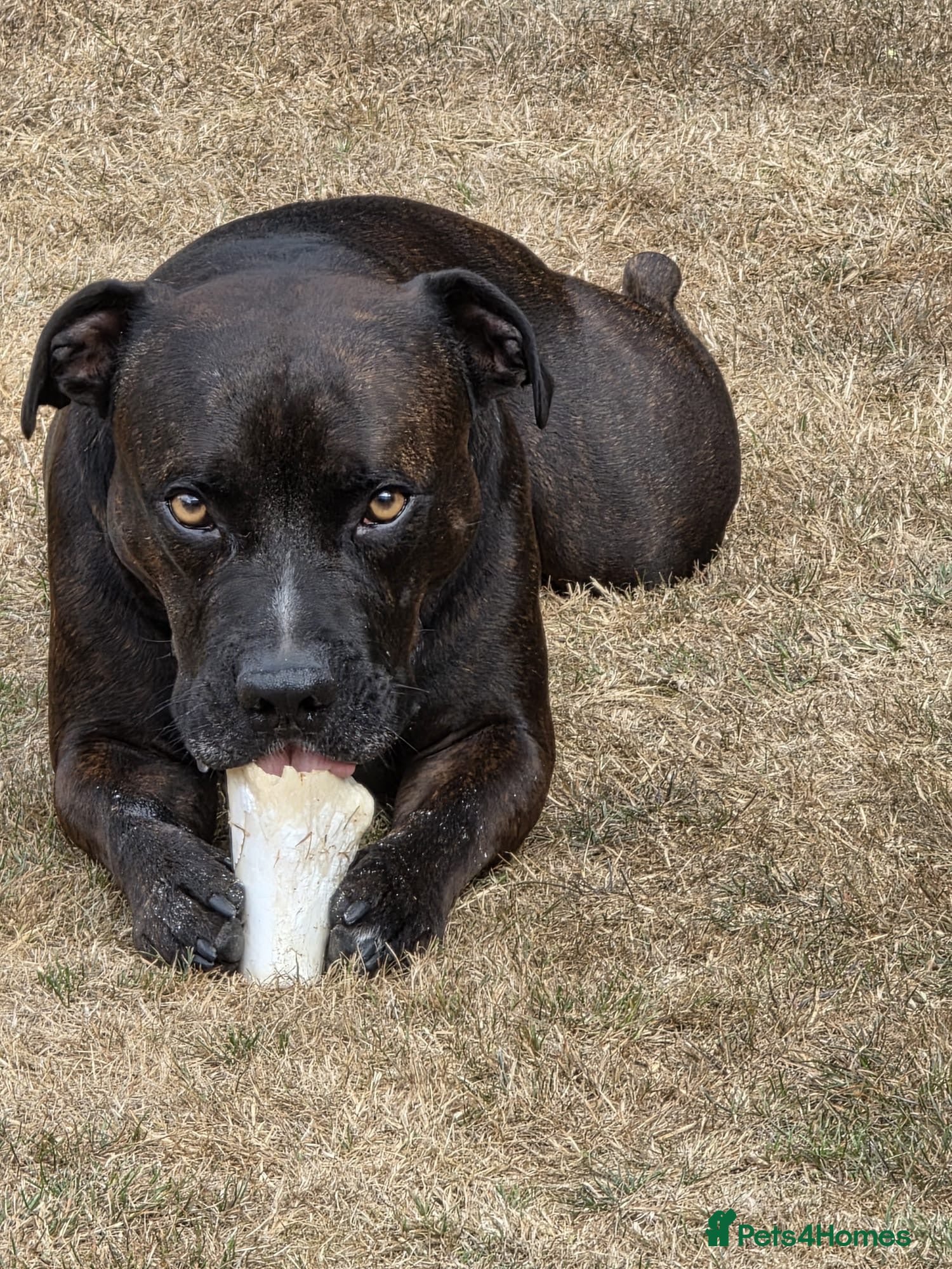 Staffordshire Bull Terrier dogs Loving Eddie the Staffy for rehome  - Advert 1
