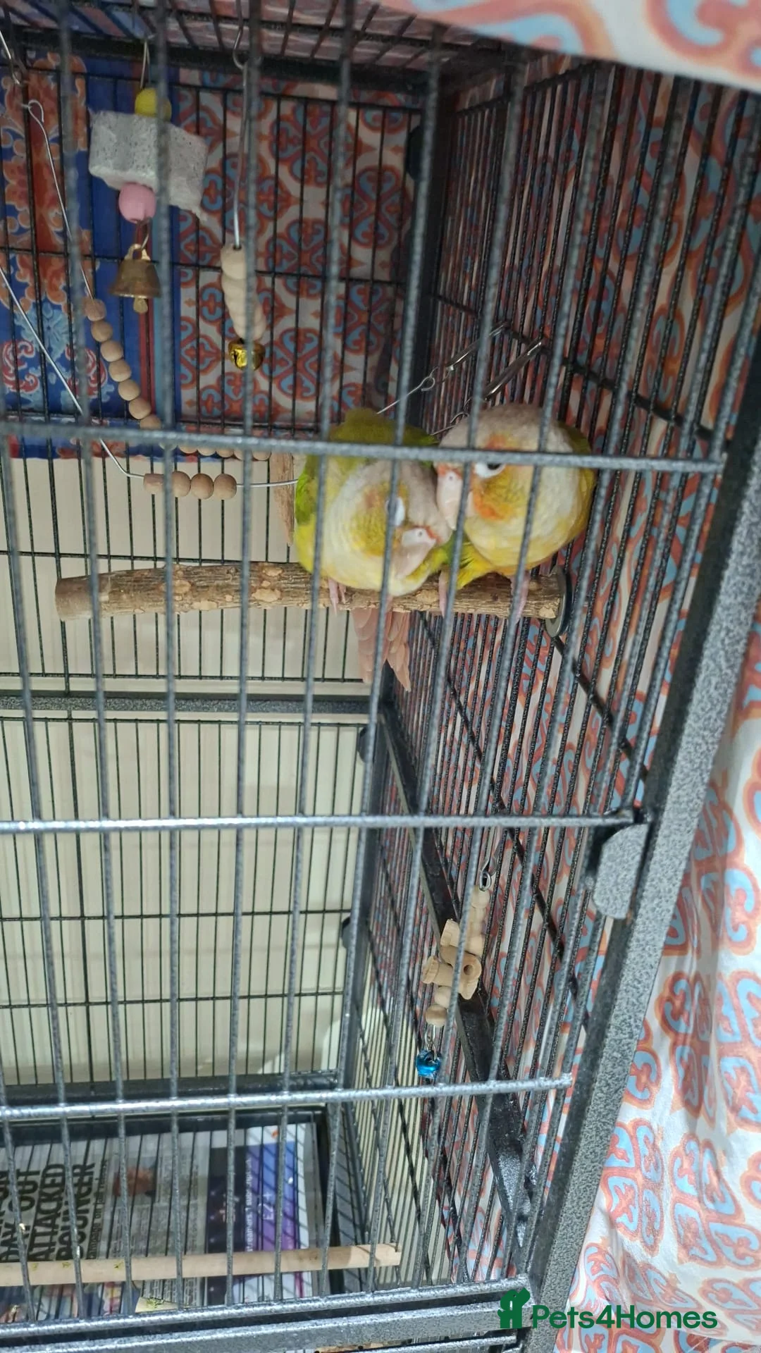 Parrots birds for sale: Male And Female parrots in Feltham - Advert 3