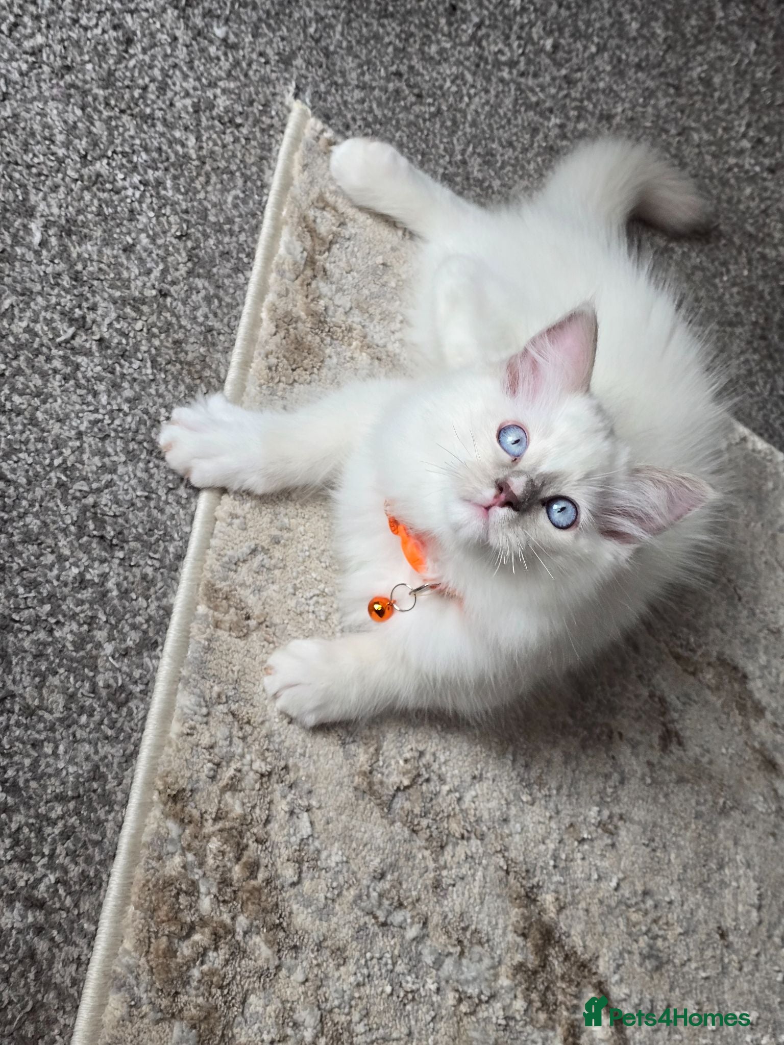 Ragdoll cats Ragdoll lilac boy. - Advert 5